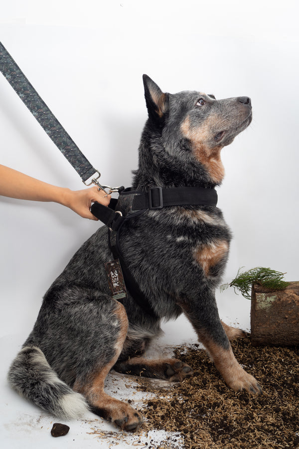 HARNESS